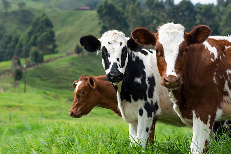 choose grass-fed products cows for dairy and meat
