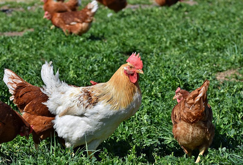 pasture-raised hens eggs