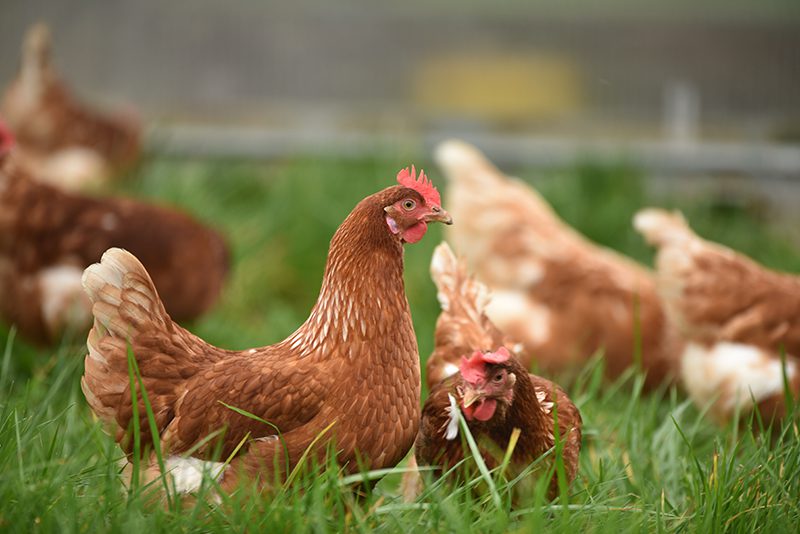 pasture-raised hens eggs